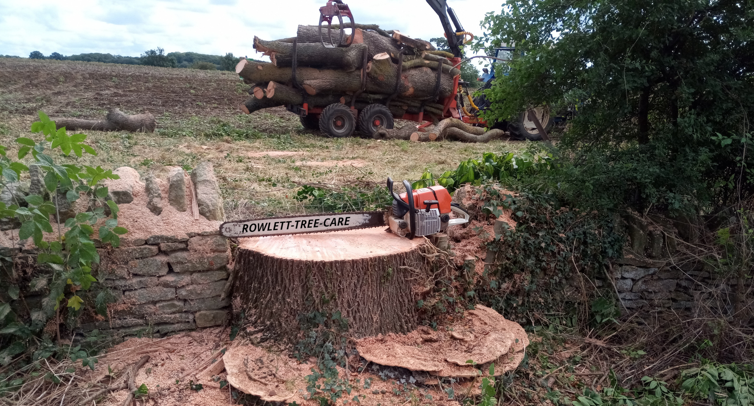 The trunk of a large felled tree sits on a trailer in a field, behind a large stump in a wall.